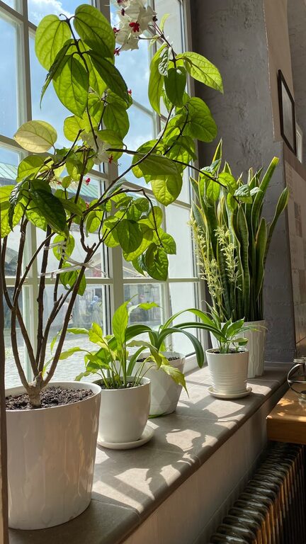 How to Refresh Your Home with Plants: A Simple Guide for Every Space